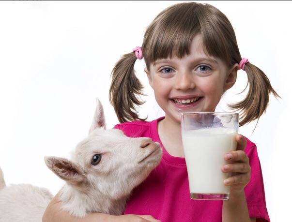 Resultado de imagem para leite de cabra