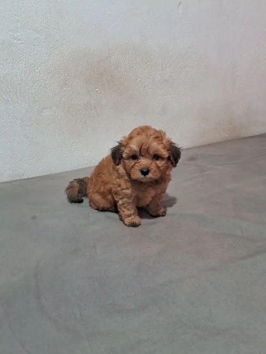 Mine Lhasa Apso Macho Aceito Cart Es Tamanho Garantido Sem Enganos