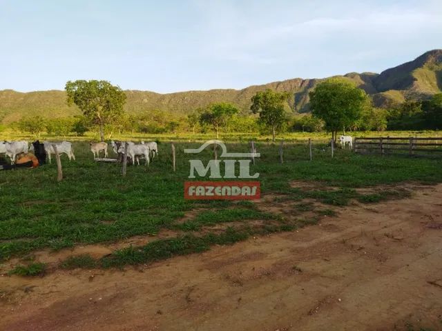 Fazenda 204 Alqueires 987 Hectares Em Natividade TO Terrenos