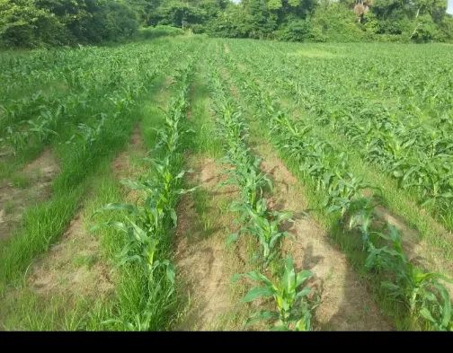 Vende Se Uma Excelente Fazenda De Alqueireis Terrenos S Tios E