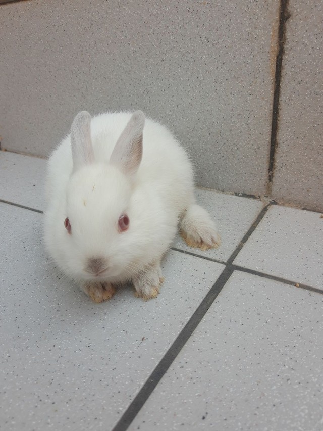 Coelho Anao Netherland Dwarf An Ncios Na Olx Brasil