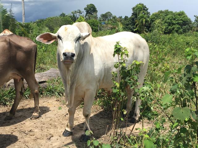 Touro Tabapuã para venda