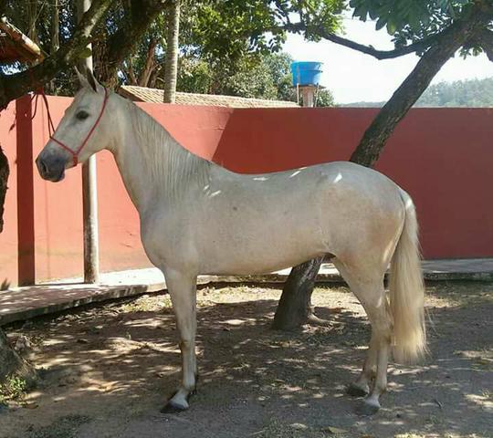 Cavalo castrado reg excelente de sela e certo de rédeas