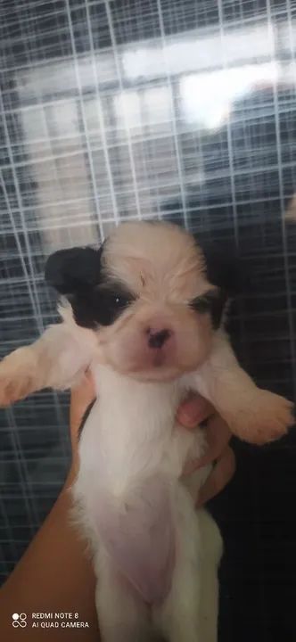 Filhotes De Shih Tzu Cachorros Nova Liberdade Resende Olx