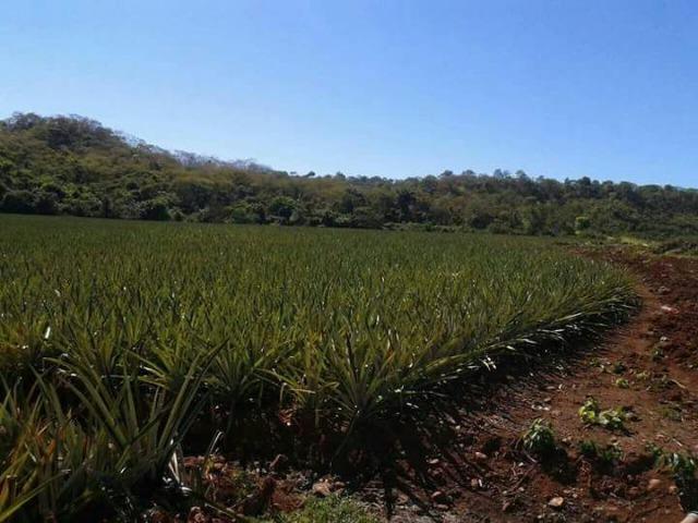 Fazenda Cristalandia To