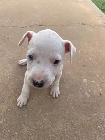 Cachorros Balsas Maranhão