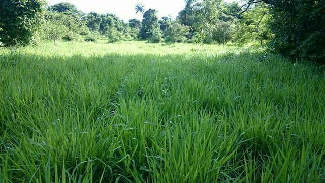 Fazenda 220 Alqueires Porto Nacional Tocantins