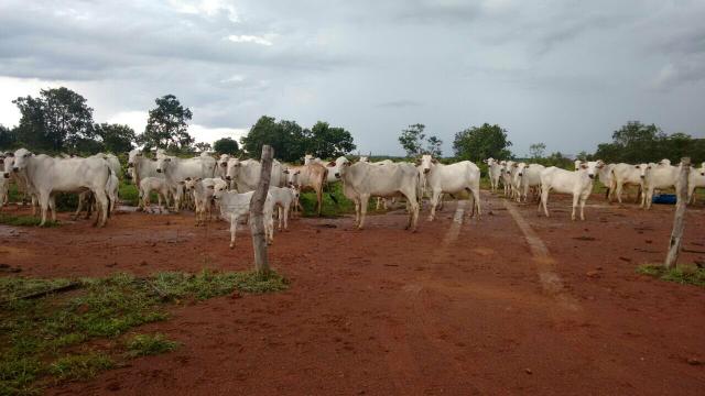 Fazenda Ponte Alta Tocantins