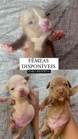 Filhotes American Bully Pocket Cachorros E Acess Rios Passagem