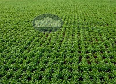 Fazenda c/ Dupla Aptidão