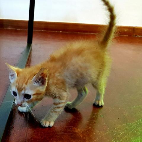 Dou filhote de gato - urgente