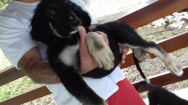 Pastor Alemao manto negro filhote sem pedigree