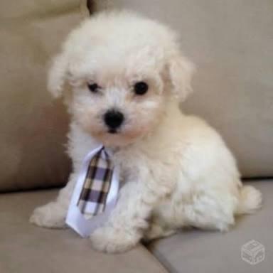 Poodle micro toy filhotes