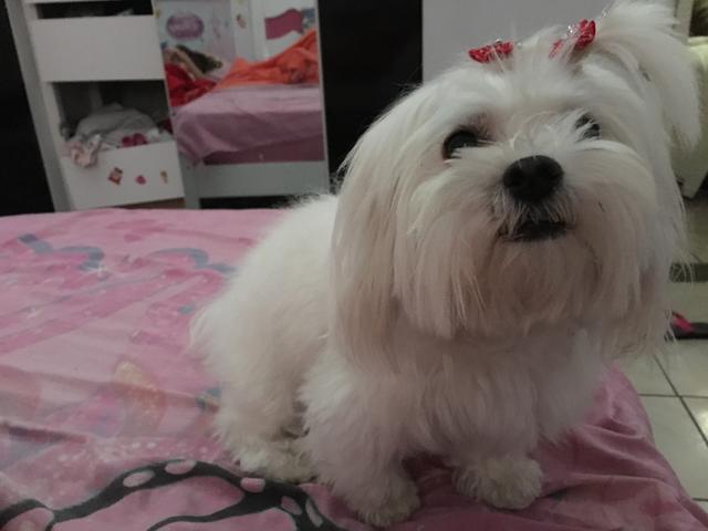 Procura-se macho de maltês para cruzar