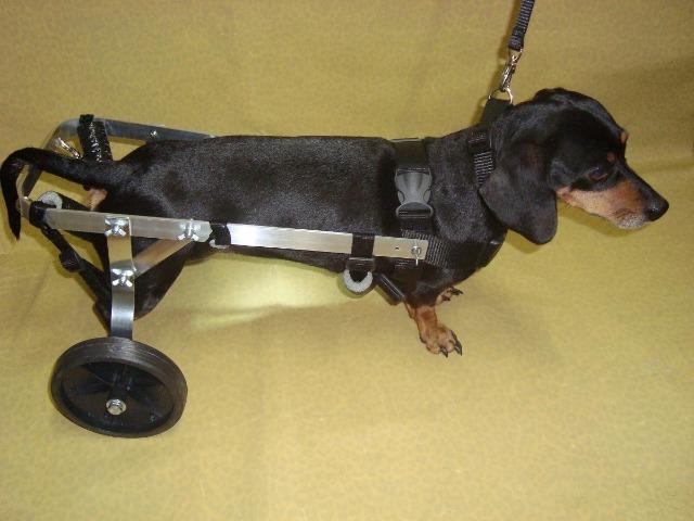 Cadeira de Rodas para Cachorro