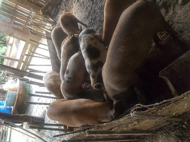 Porco Caipira