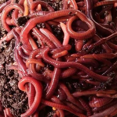 Minhocas californianas vermelhas compostagem