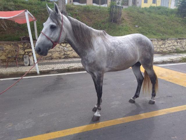 Cavalo Bom de Picado