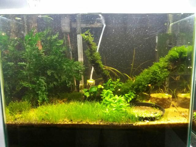 Aquário plantado de 50 litros