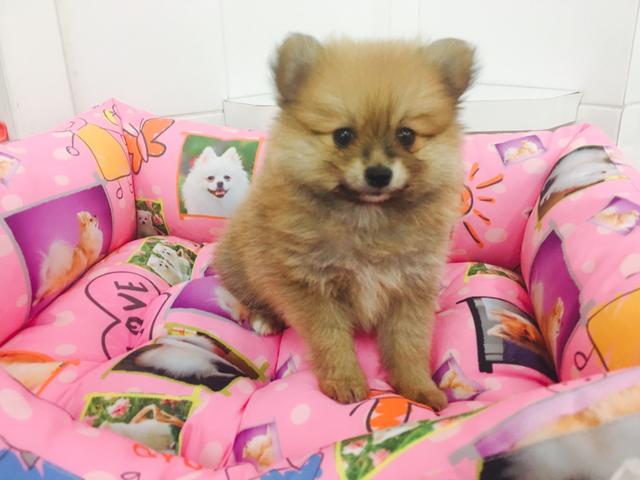 Spitz Alemão / Lulu da Pomerania