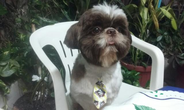 Shih tzu procura namorada