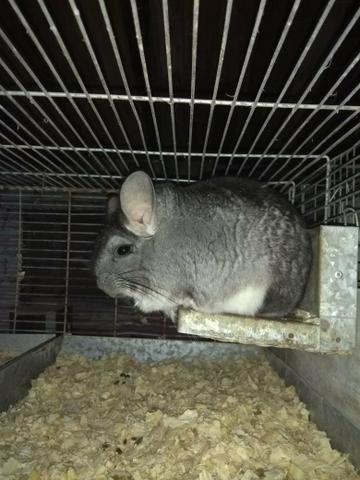 Chinchilas