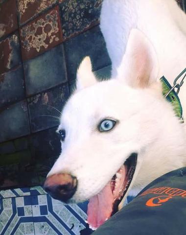 Husky Siberiano