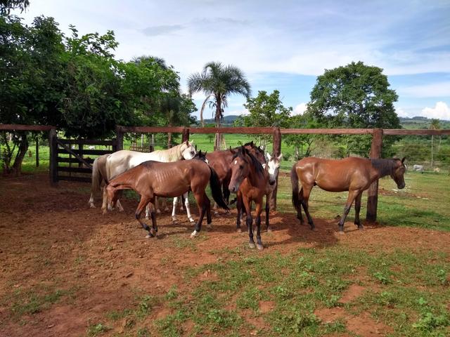 Cavalo Puro registrado