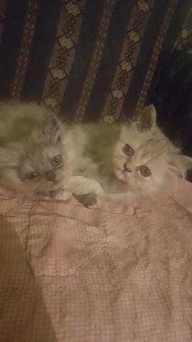 Gata Persa Grey fêmea