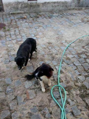 Border Collie