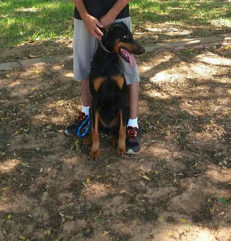 Doberman