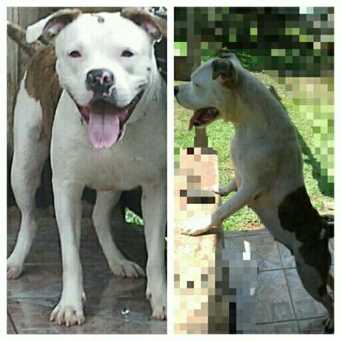 Vendo american pitbull