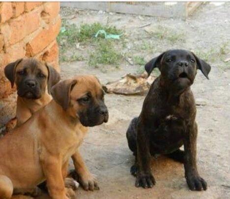 Cane corso