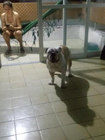 Procura-se namorada para bulldog inglês