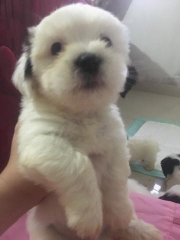 Macho Lhasa