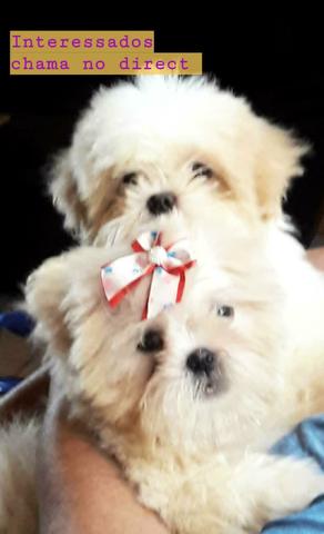 Filhotes de Cachorro