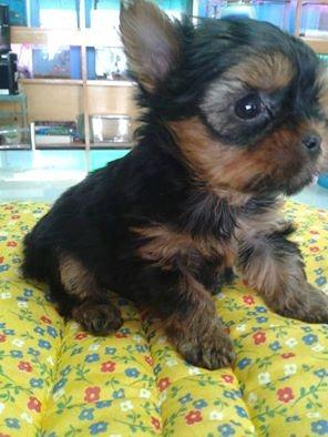 Yorkshire Terrier