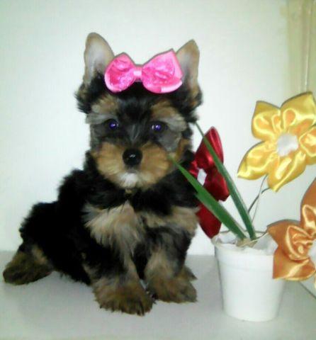 Yorkshire Terrier, fêmea linda Parcelo no cartão