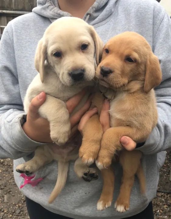 Filhotes De Labrador Preto No Brasil