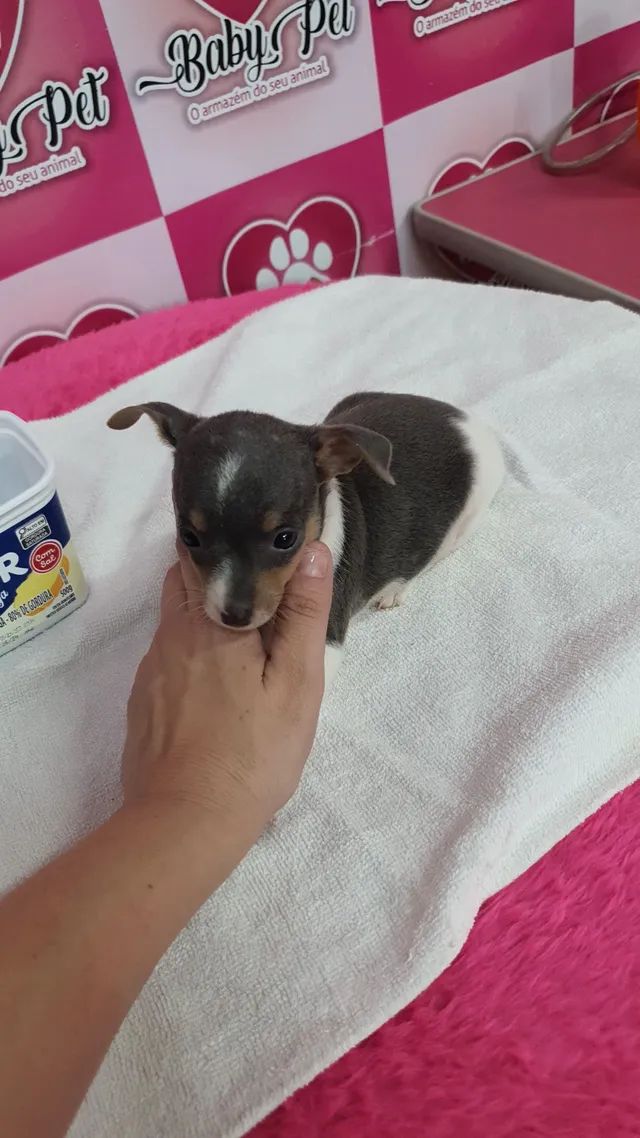 Filhotes pinscher mini lindíssimos femea e macho Cachorros e