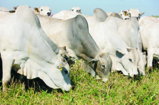 Fazenda em RIO SONO - TO, p/ Pecuária