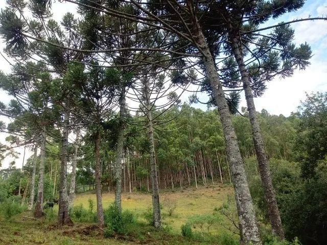 Toda Magia e Encanto na Serra da Mantiqueira Sítio 4 Hectares