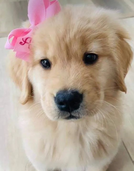 Raça Pura Filhote de Golden Retriever Recibo Cachorros Jacarepaguá