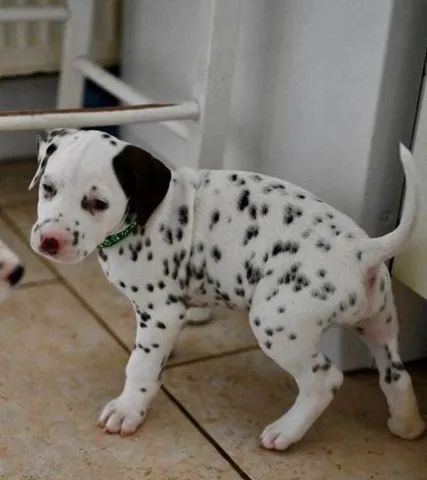 D Lmata Filhotes Dispon Vel Garantias Cachorros E Acess Rios