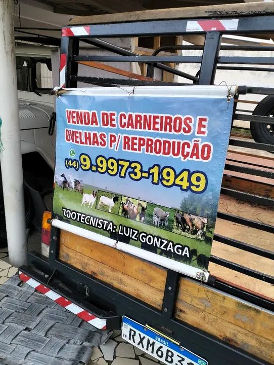 Vendas De Carneiros E Ovelhas Dorper E Outras Ra As Animais Para