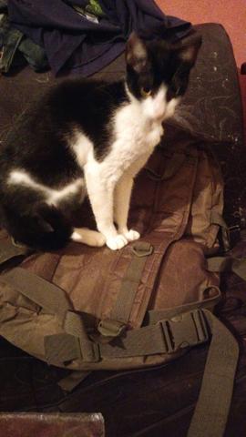 Doa se gata 10 meses urgente