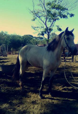 Vende se esse cavalo