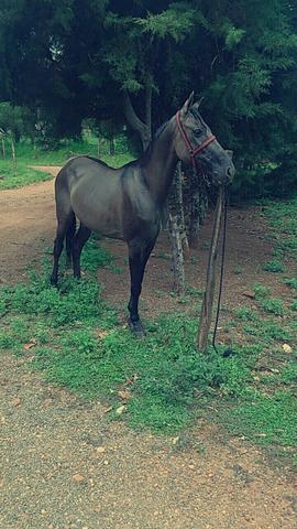 Cavalo MM