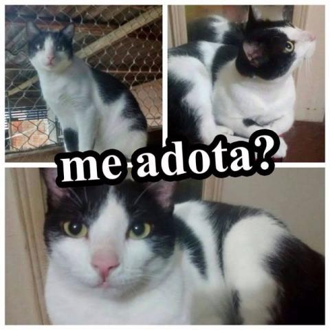 Doação Gato, castrado, vermifugado e vacinado. Muito dócil e carinhoso