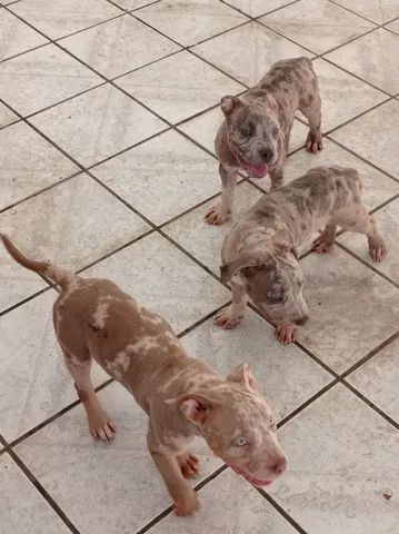 American Bully Pocket Porte M Dio Filhotes Pedigree Cachorros E